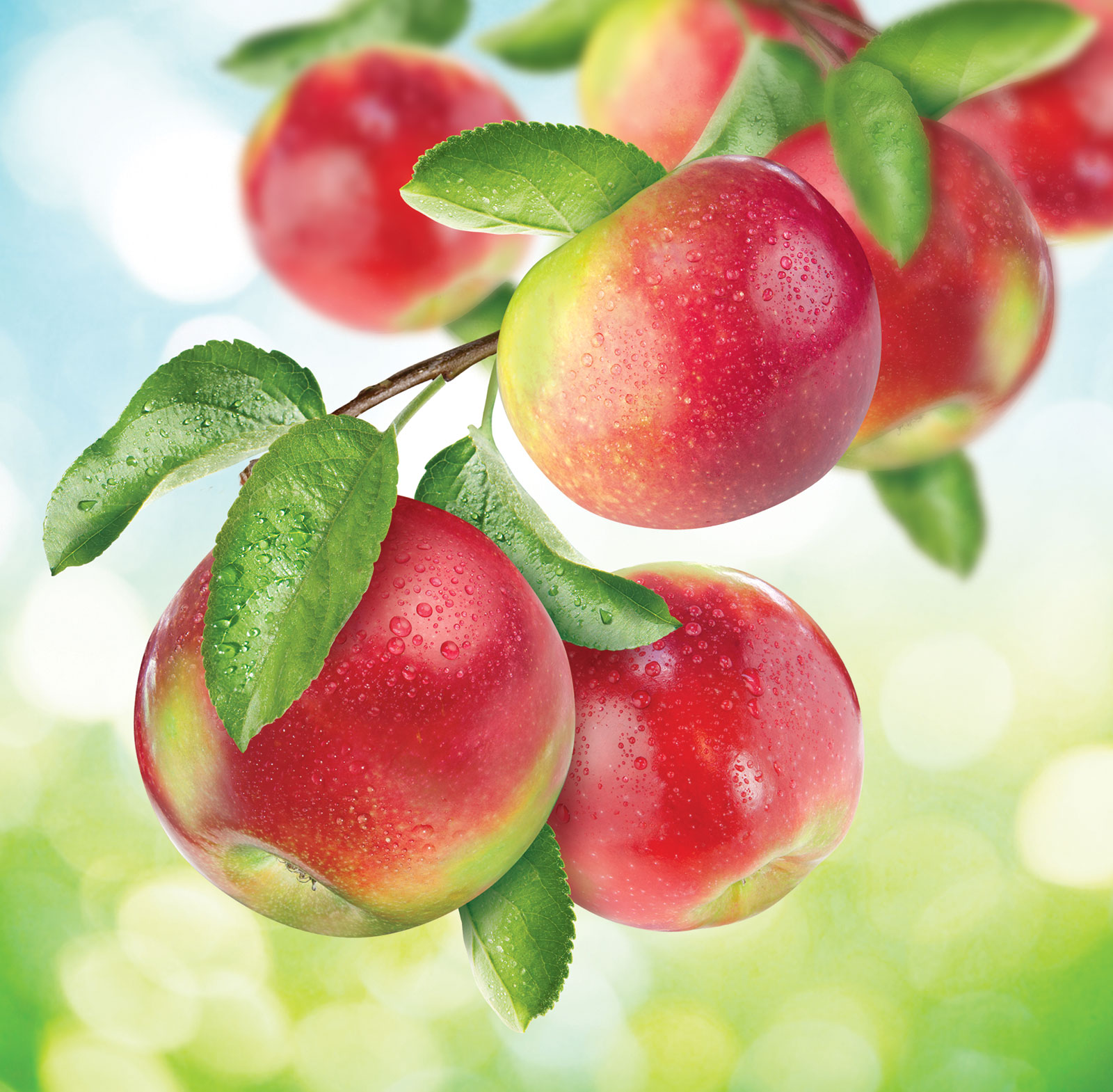 01 fresh macintosh apples