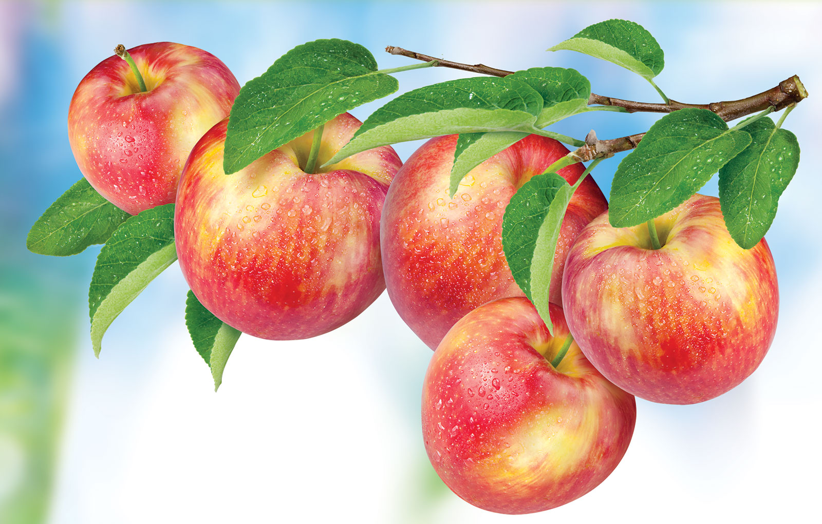 02 okanagan apples